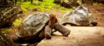 Turtles On Santa Cruz (galapagos) Stock Photo