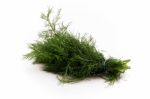 Fresh Dill Stock Photo