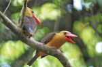 Brown-winged Kingfisher Stock Photo