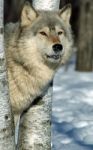 Lone Gray Wolf Stock Photo