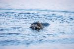 Raccoon Dog Swimming Stock Photo