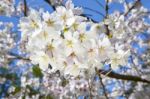 Beautiful Branch Of An Apple Tree With White Blossoms Stock Photo