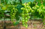 Young Green Grapes Stock Photo