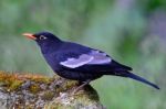 Male Grey-winged Blackbird Stock Photo