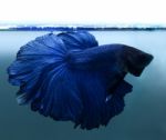 Fighting Fish Stock Photo