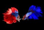 Siamese Fighting Betta Fish Red And Blue On Black Background Stock Photo