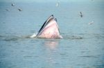 Whale Stock Photo