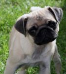 Pug Puppy Stock Photo