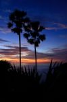 Silhouette Sugar Palm Tree Stock Photo