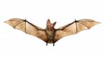 Flying Vampire Bat Isolated On White Background Stock Photo