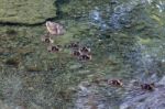 Female Mallard ((anas Platyrhynchos)) With Chicks Stock Photo