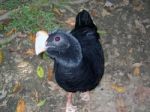 A Bird In The Amazon Jungle Stock Photo