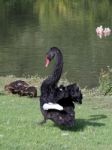 Black Swan (cygnus Atratus) Stock Photo