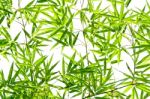 Bamboo Leaves Stock Photo