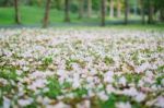 Beautiful Trumpet Flower Blooming, Selective Focus Stock Photo