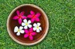 Plumeria Flowers On Green Grass Stock Photo