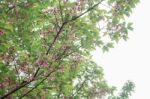 Sakura With Green Leaves Stock Photo