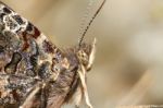 Painted Lady (vanessa Cardui) Stock Photo