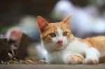 An Adorable Brown Cat Lying Outdoor Stock Photo