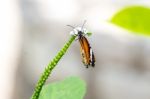 Orange Black Pattern Butterfly On Bunch Stock Photo