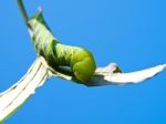 Green Fruitworm Stock Photo