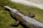 Fuengirola, Andalucia/spain - July 4 : Tomistoma (tomistoma Schl Stock Photo