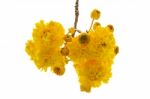 Yellow Flowers Of Cochlospermum Regium On White Background Stock Photo