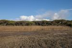 Low Tide Marshland Stock Photo