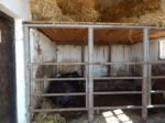 Buffalo Farm, Buffaloes Grazing In Open-air Cages  Stock Photo