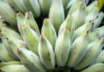 Bunch Of Silver Bluggoe On A Banana Tree Stock Photo