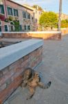 Venice Italy Cat On The Street Stock Photo