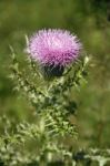 Thistle Stock Photo