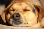 Lazy Dog Stock Photo