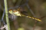 Red-veined Darter (sympetrum Fonscolombii) Stock Photo