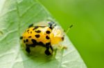 Orange Beetle In Green Nature Stock Photo