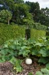 Pumpkin On The Vine Stock Photo