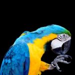 Blue And Gold Macaw Stock Photo