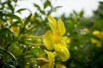 The Yellow Trumpet-flowers Stock Photo