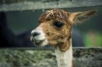 Alpacas In A Field Stock Photo