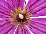 Purple Clematis Stock Photo