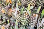 Fresh Pineapple On Shelf Stock Photo