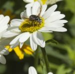 Insect On Daisy Stock Photo