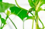 Close Up Baby Melon With Melon Flower, Popular Stock Photo