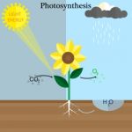 Photosynthesis Stock Photo