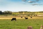 Cows Grazing In The Green Argentine Countryside Stock Photo