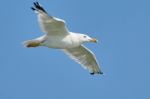 White Seagull In Flight Stock Photo