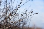 Brown Dried Branches In Autumn Stock Photo