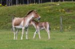 Przewalski Horse (equus Ferus Przewalskii) Stock Photo