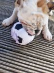 British Bulldog Chewing On A Football Stock Photo