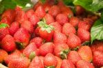 Background Of Freshly Harvested Strawberries Stock Photo